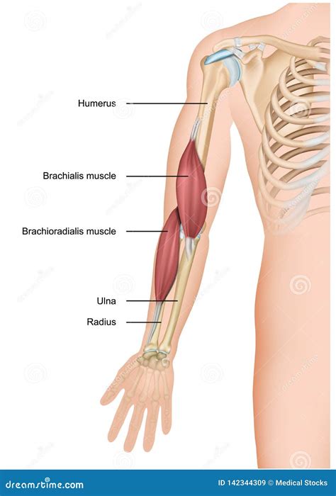 Anatomy Of Muscle