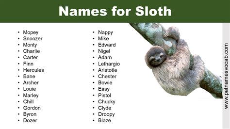 Best Names for Sloth: Male, Female, Cute & Funny - Pet Names Vocab