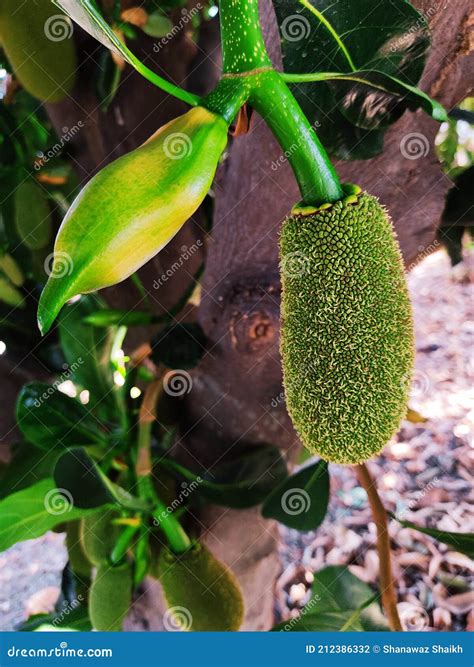 Jackfruit and Jackfruit Flower. Stock Photo - Image of leaf, garden ...