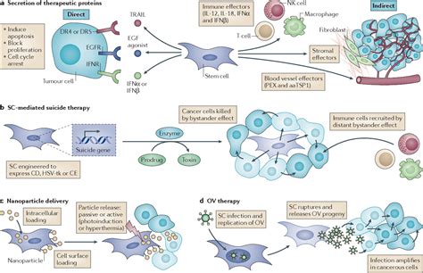 Stem cell-based therapies for cancer treatment: separating hope from ...