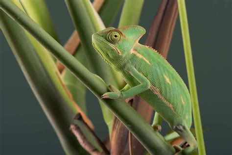 Carpet Chameleon Lifespan In Captivity - Carpet Vidalondon