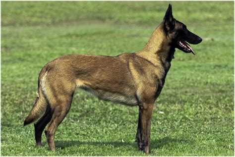 Belgian Malinois - Facts, Pictures, Puppies, Temperament, Breeders ...