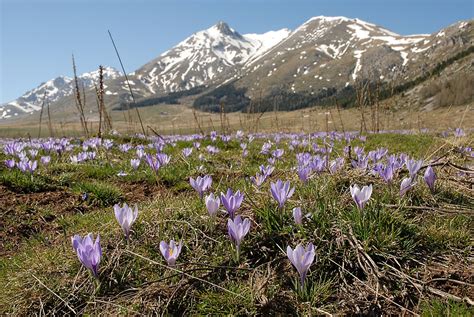 Abruzzo National Park, Gran Sasso, Marsican Brown Bears and nature