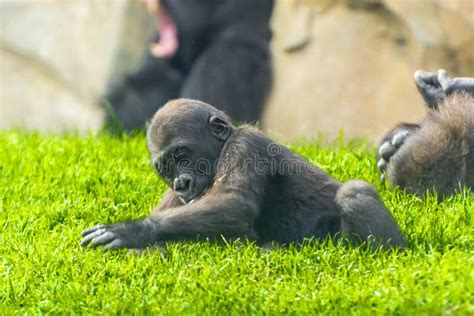 Western Lowland Gorilla Baby is Playing Stock Image - Image of young ...