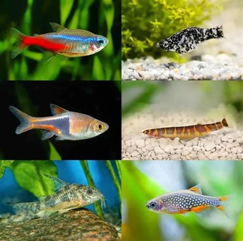 50 Betta Fish Tank Mates: The Definitive Compatibility List 2020 ...