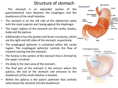 Digestive system (Digestive juice)/Function/Composition