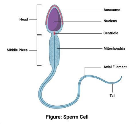 Gamete- Definition, Types, Spermatogenesis, Oogenesis