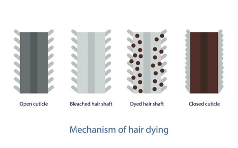 Mechanism of hair dying vector isolated on white background. Cross ...