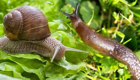 Snails and Slugs. - Napa Master Gardener Column - ANR Blogs