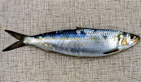 Round sardinella (Sardinella aurita) | adriaticnature