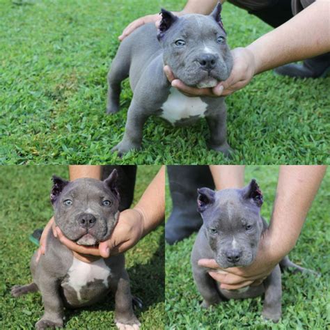 29 Excited American Bully Breeders In North Carolina Photo ...