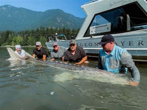 Largest White Sturgeon Ever Recorded On The Fraser River — Sturgeon Slayers