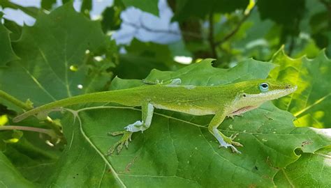 Free picture: leaf, lizard, camouflage, nature, reptile, wildlife ...