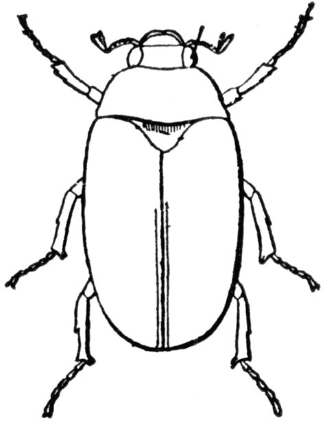 Bugs Outline - ClipArt Best