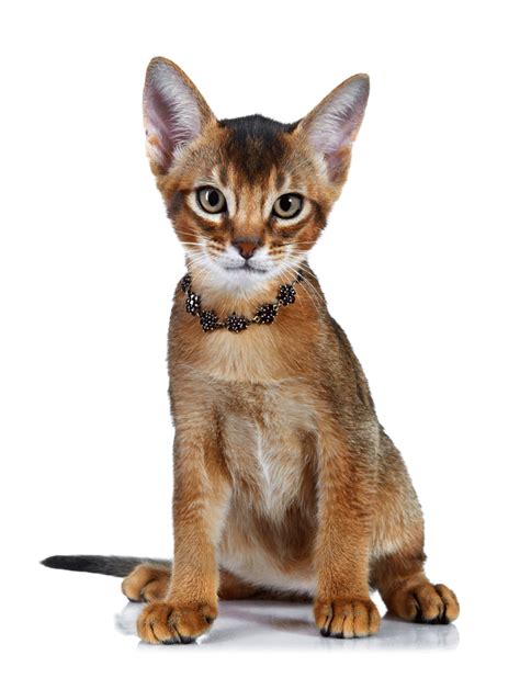 Abyssinian Breeders Australia | Abyssinian Info & kittens