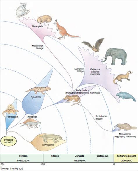 Origin and Evolution of Mammals | Mammals | The Diversity of Animal Life