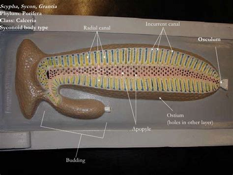 Eight different components in the canal system of sycon