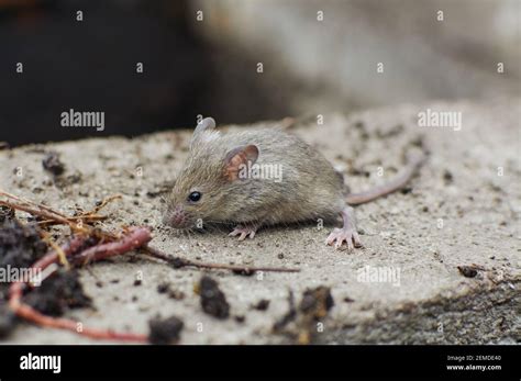 Small gray mouse. Field rodent. Scared little mouse in natural habitat ...