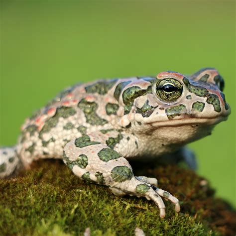 Amazing picture of a frog with military camouflage pattern skin - About ...