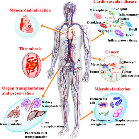 The coagulation and fibrinolysis scope of CO-releasing conjugates ...