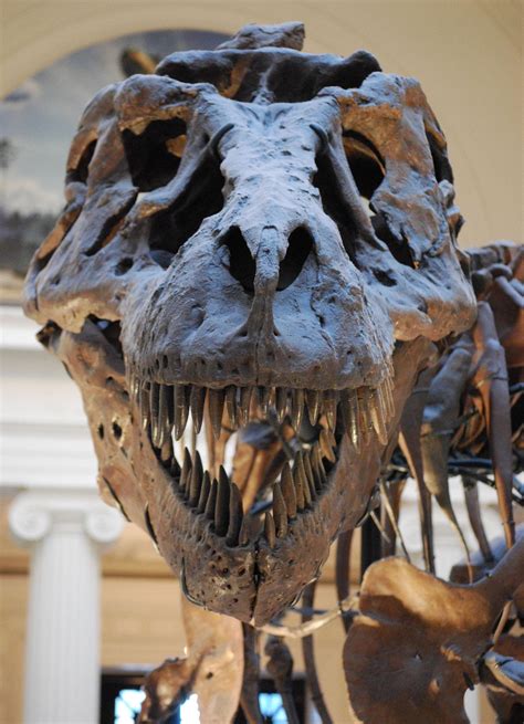 So You Want To Be a Palaeontologist? - Scored Quiz