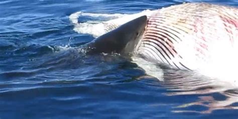 Great White Shark Feeding Frenzy Devours Dead Minke Whale (VIDEO ...