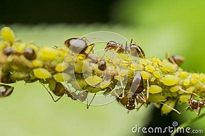 Ants Eating Aphids Stock Photography - Image: 25171992