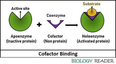 Difference Between Cofactor and Coenzyme (with Comparison Chart ...