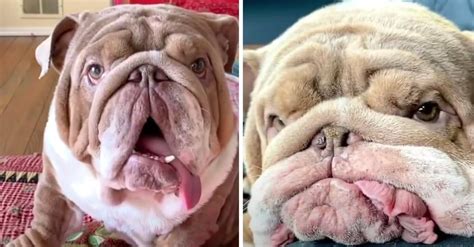 Dog Named ‘Mugshot’ Because Of His Unique Look Gets Mom Who Loves Him ...