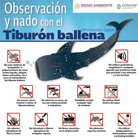 Día Mundial del Tiburón Ballena - CESE Consultores