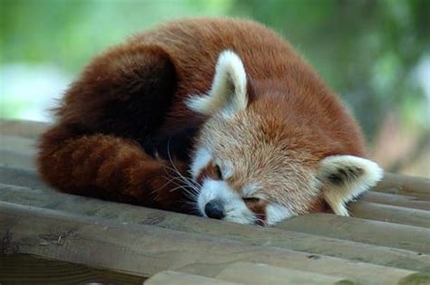 Sleeping Baby Red Panda