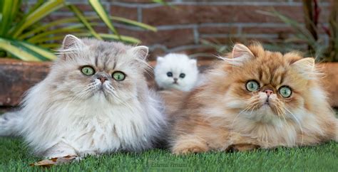 What Are The Different Types Of Persian Cats? - Cat Queries