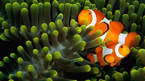 Wallpaper : animals, underwater, coral reef, clownfish, 1920x1080 px ...