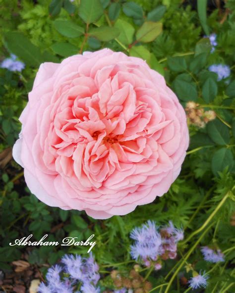 Abraham Darby, a David Austin Rose- I purchased this rose at the ...