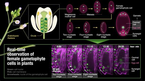 Realtime imaging of female gamete formation in plants