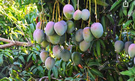 Healthy Vibrant Kent Mango Tree Seedling Kent Mango Tree - Etsy