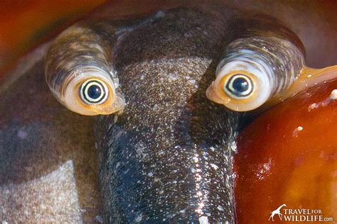 The Beautiful Face of the Florida Fighting Conch | Travel For Wildlife