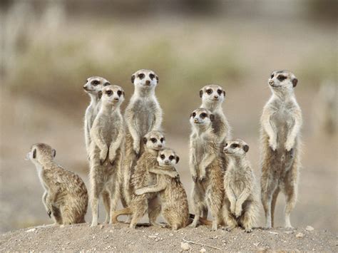 Meerkats Wallpapers | Fun Animals Wiki, Videos, Pictures, Stories