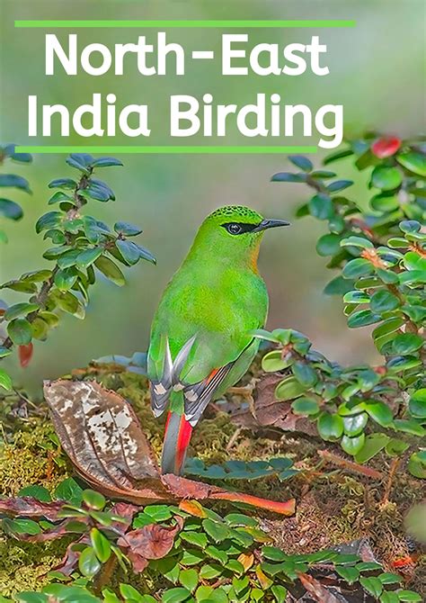 Bird Wonders of North East India in 2020 | Viewing wildlife, Travel ...