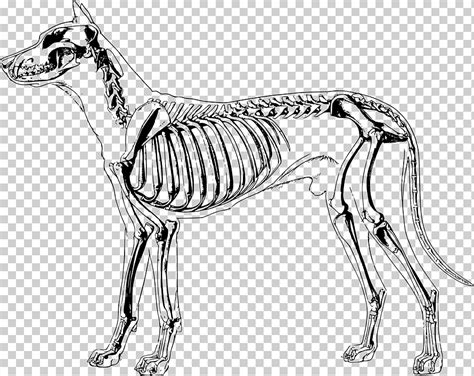 Descarga gratis | Perro anatomia humano esqueleto, esqueleto ...