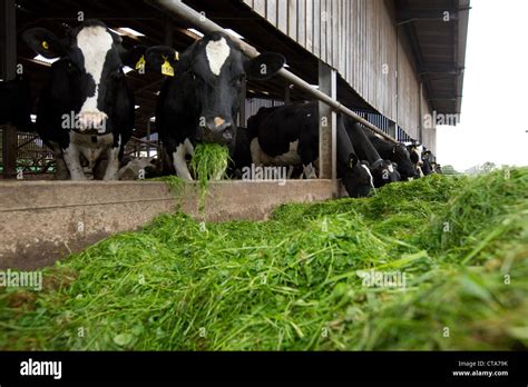 Dairy cows eating silage Stock Photo - Alamy