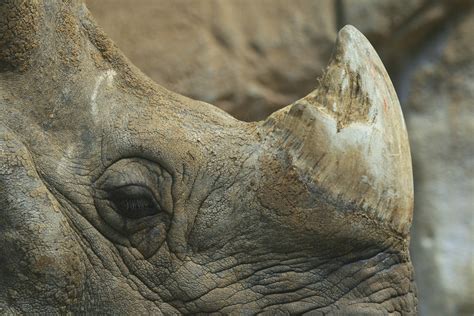 Rhino Horn Poaching - Who buys rhino horns? - Rhino Rest