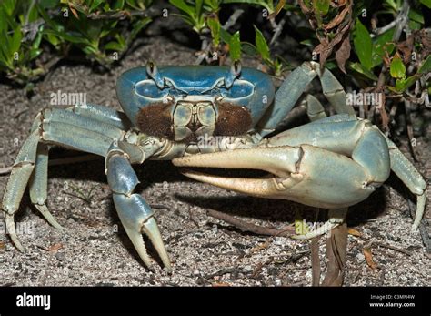 Blue Land crab (Cardisoma guanhumi), male. Mahahual Peninsula, South ...