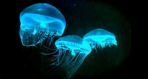 Amazing Science: BIOLUMINESCENCE