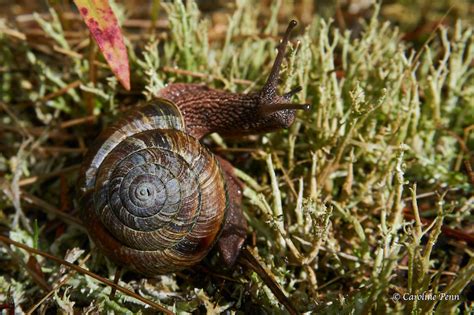 Dual You Love Me? Love Darts and Pulmonate Snails – Nature Vancouver