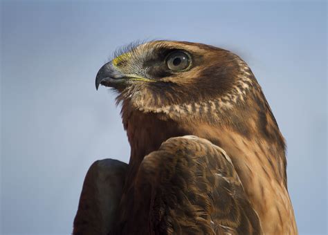 Northern Harrier Juvenile. Such a beautiful animal. Harrier, Vulture ...