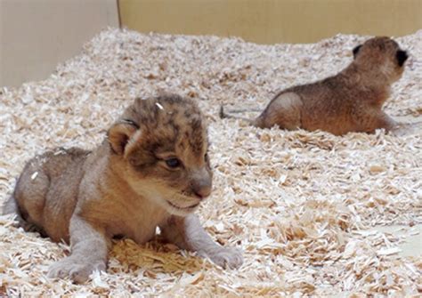 Cute Baby Animals: The Most Adorable Zoo Babies of 2015