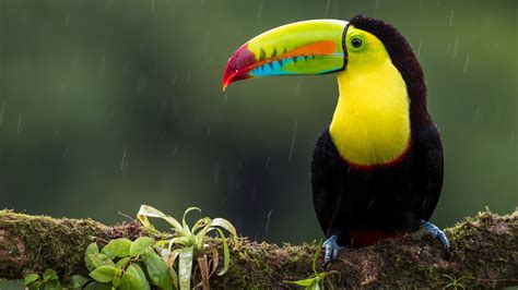 Toco Toucan Habitat