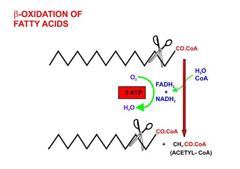 What is the Difference Between Acetyl CoA and Acyl CoA - Pediaa.Com