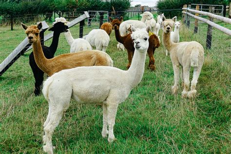 An Alpaca Farm in the Cotswolds - Wayfaring With Wagner